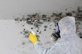 Why You Should Choose Our Mold Remediation Services in Talpa, NM